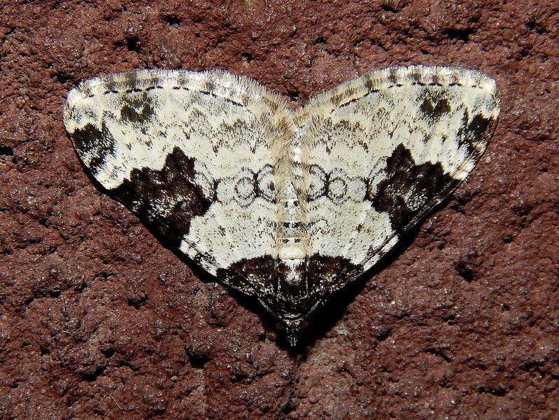 Xanthorhoe fluctuata